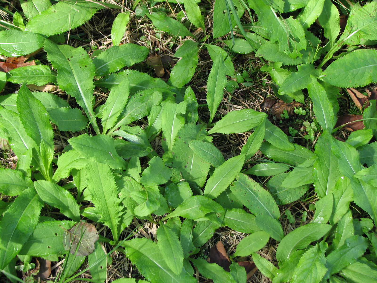 Kohlkratzdistel