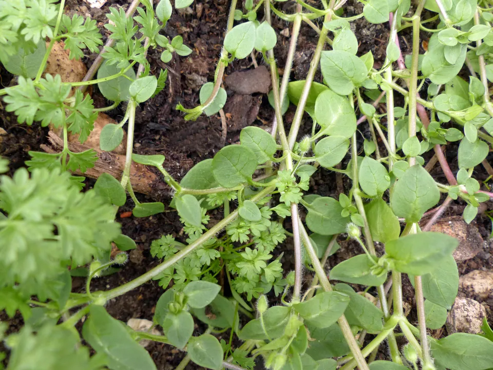 Unkräuter als begleitende Wildkräuter des Kulturgemüses ?