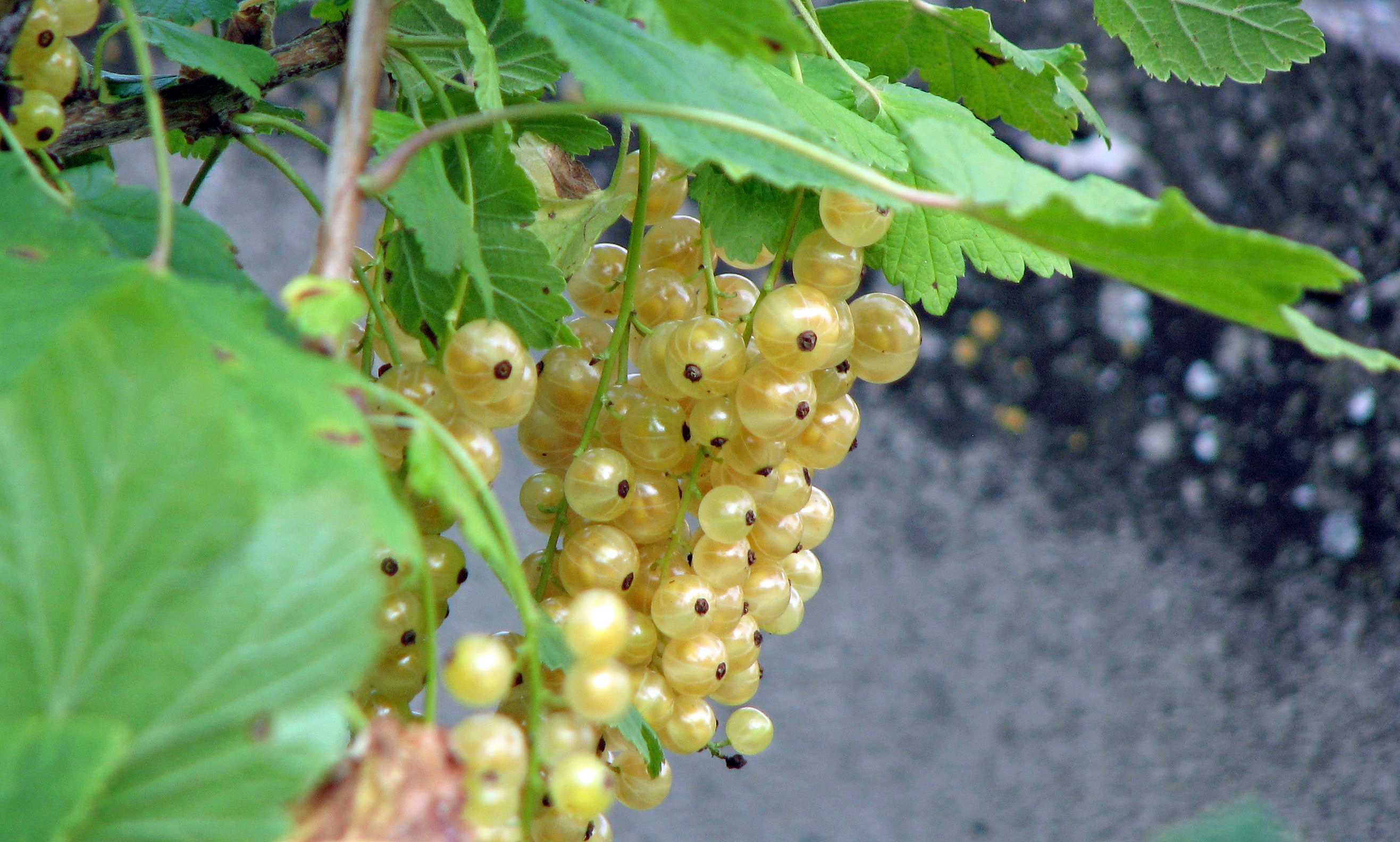 Johannisbeeren