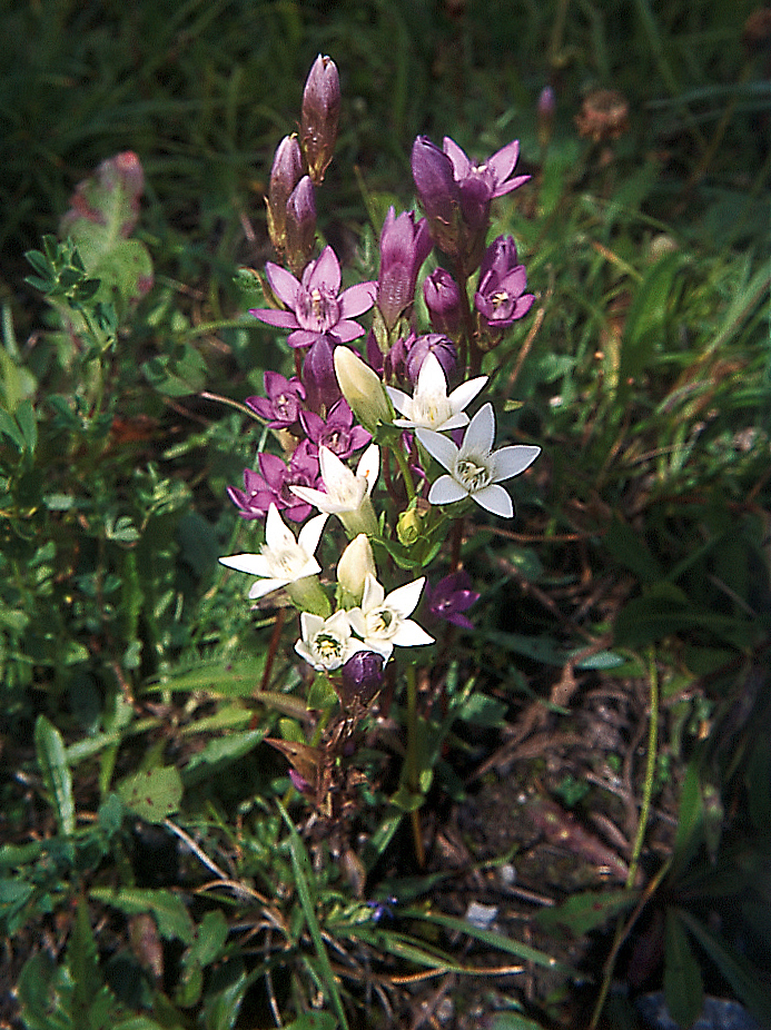 Deutscher Fransenenzian