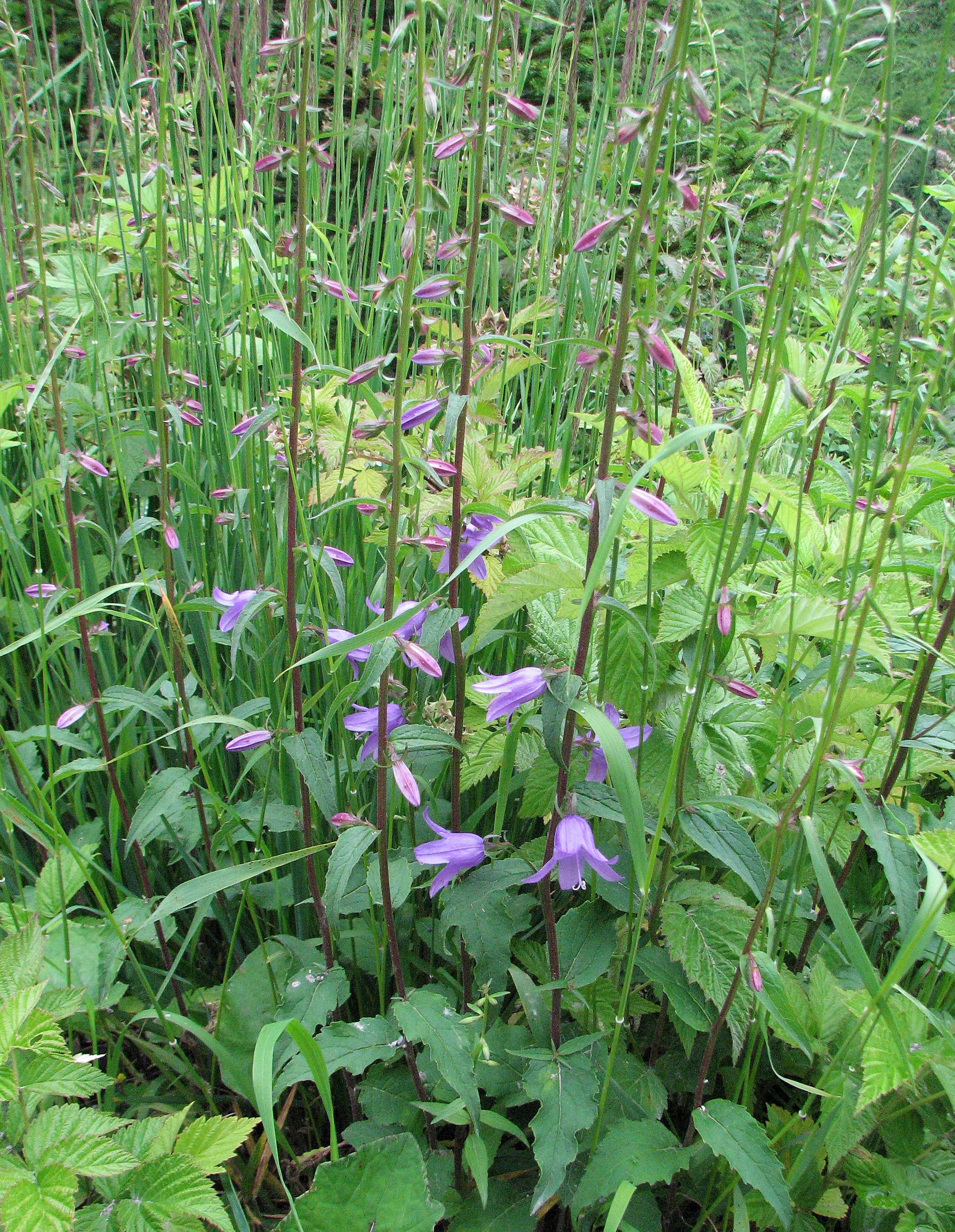 Ackerglockenblume
