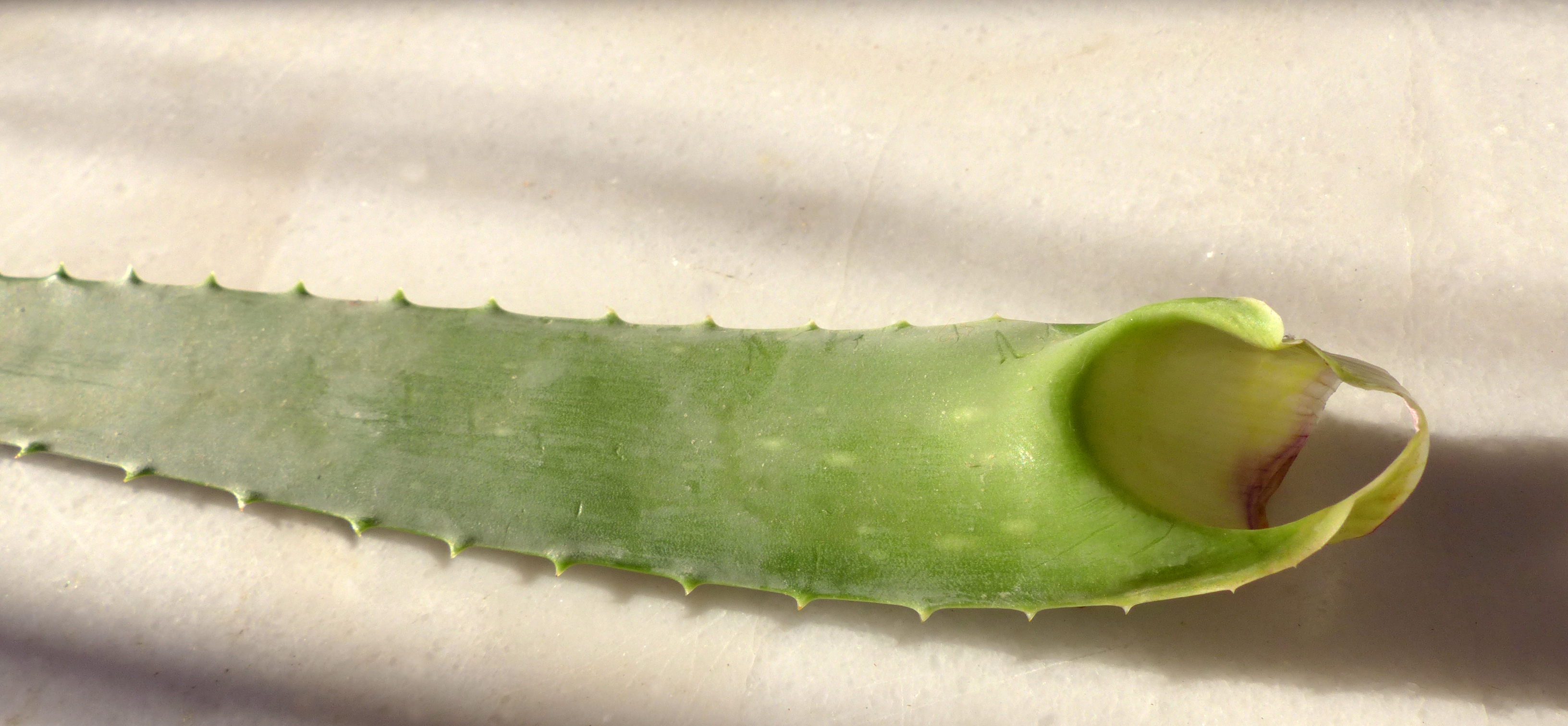 Aloe vera