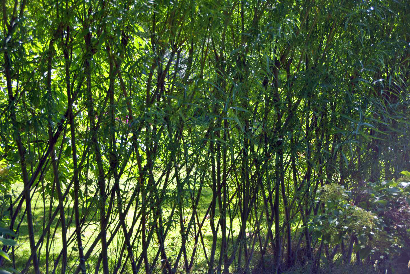 Weidenzäune  selber machen