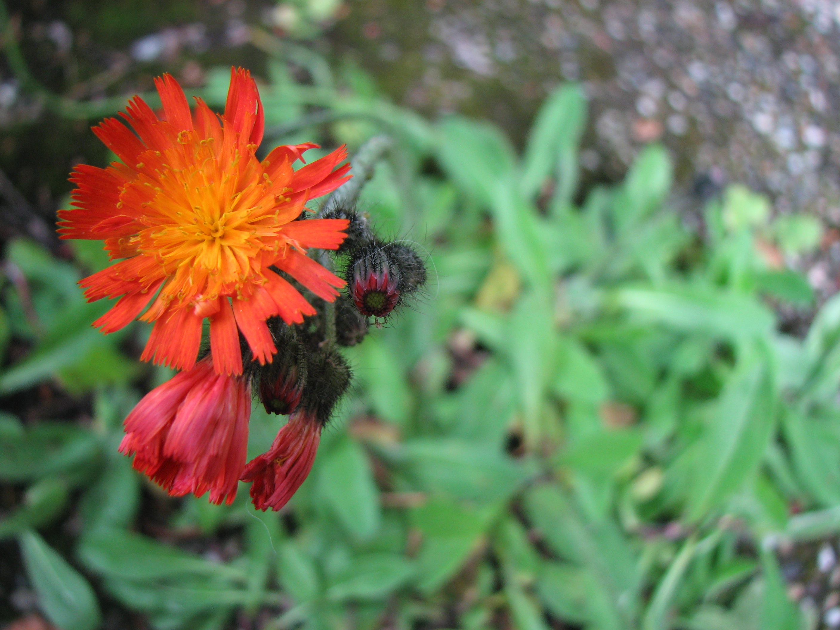 Orangerotes Habichtskraut