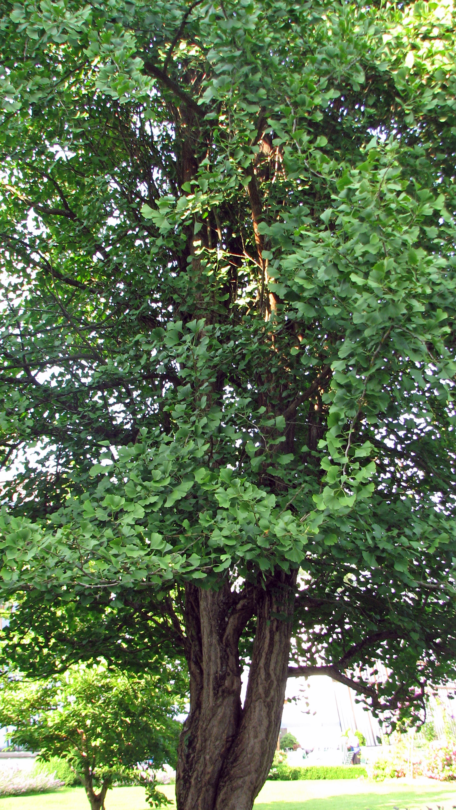Ginkgo