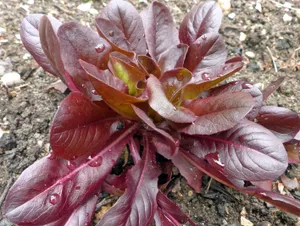 Kopfsalat
