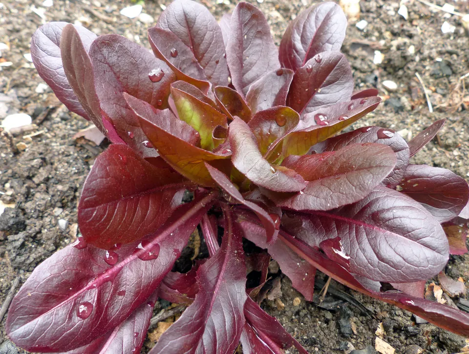 Kopfsalat
