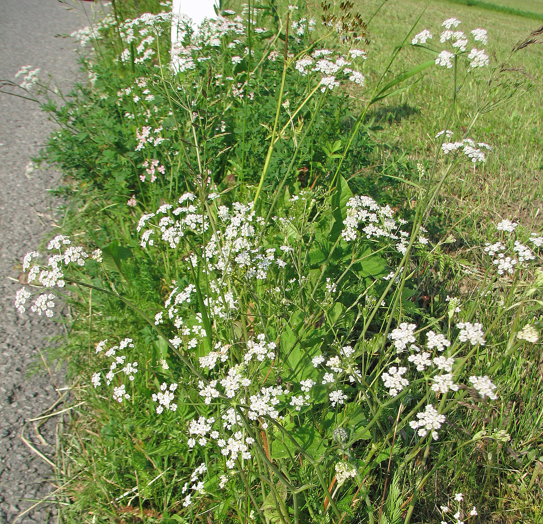 Kümmel