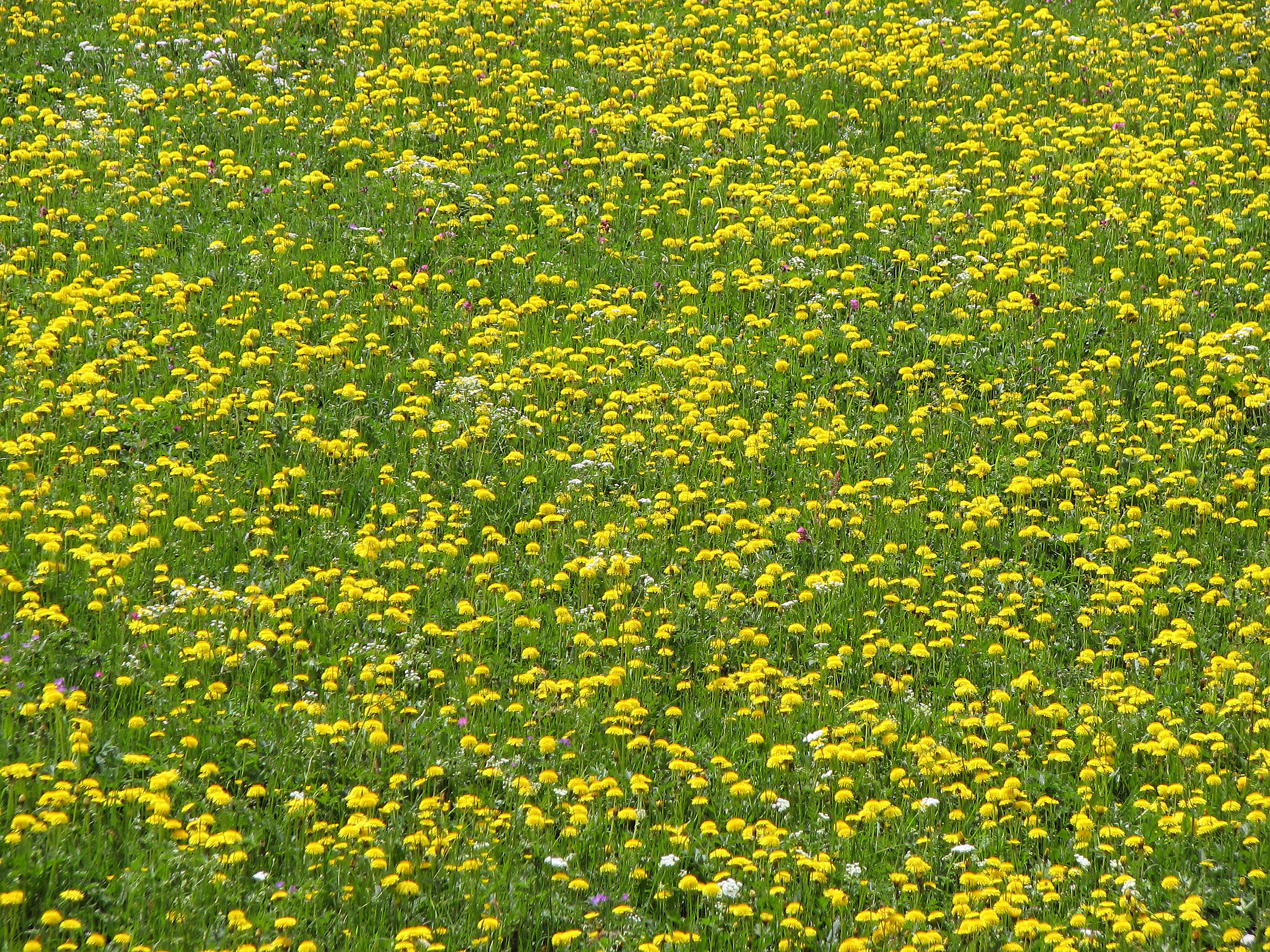 Gewöhnlicher Löwenzahn
