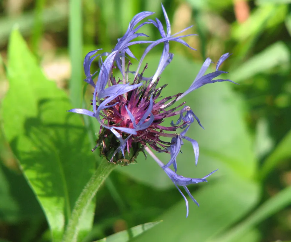 Bergflockenblume