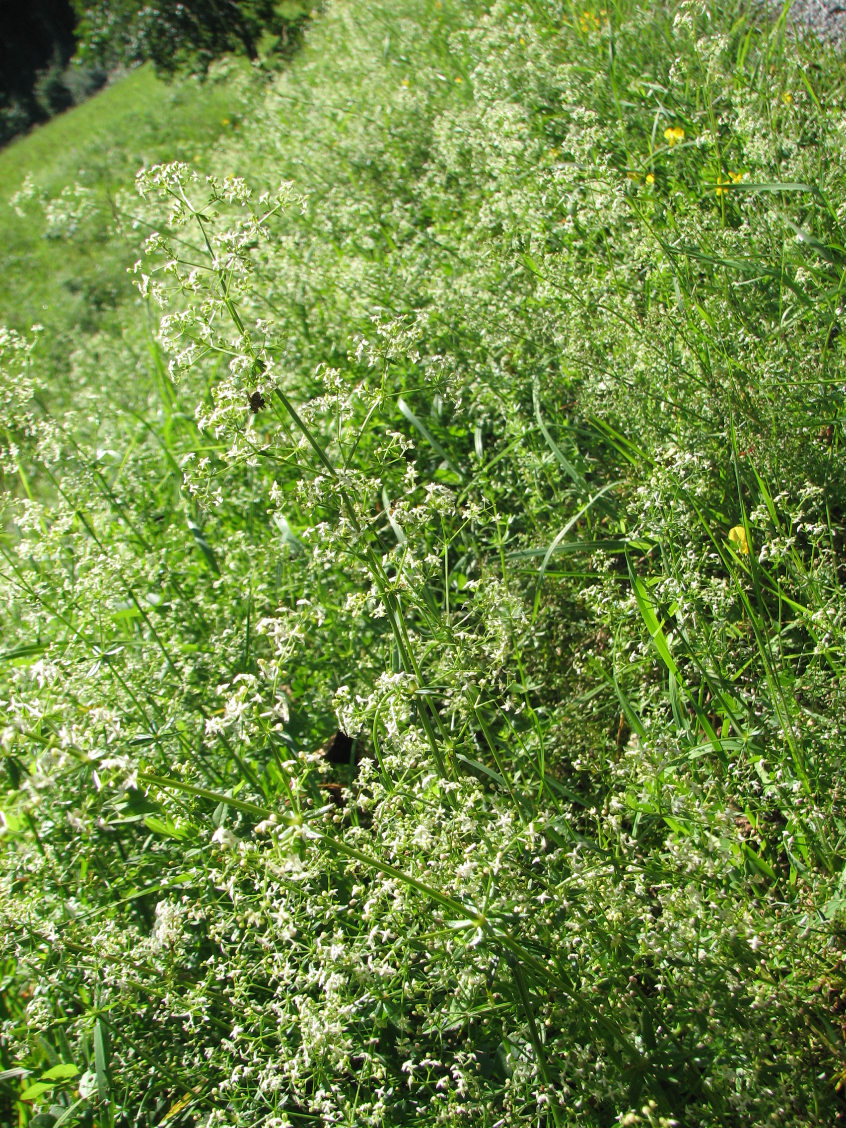 Wiesenlabkraut