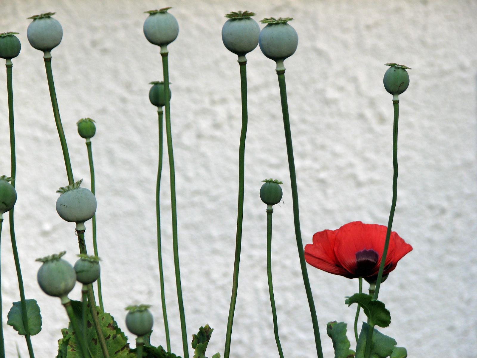 Schlafmohn
