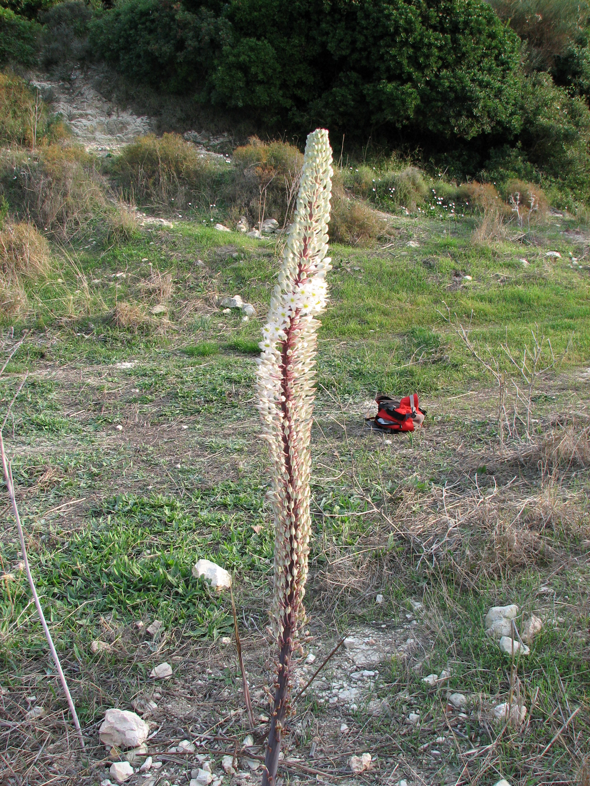 Echte Meerzwiebel