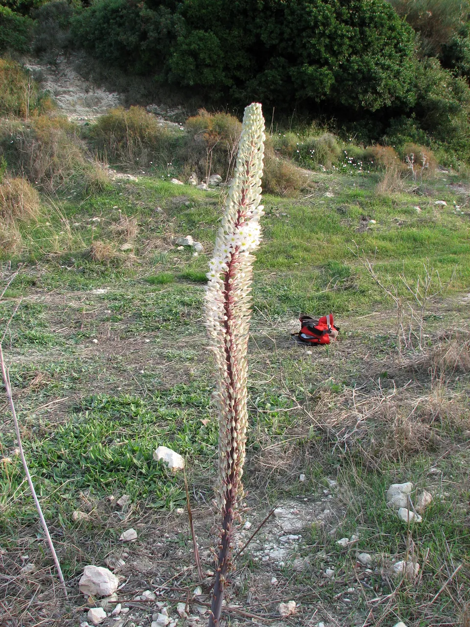 Echte Meerzwiebel