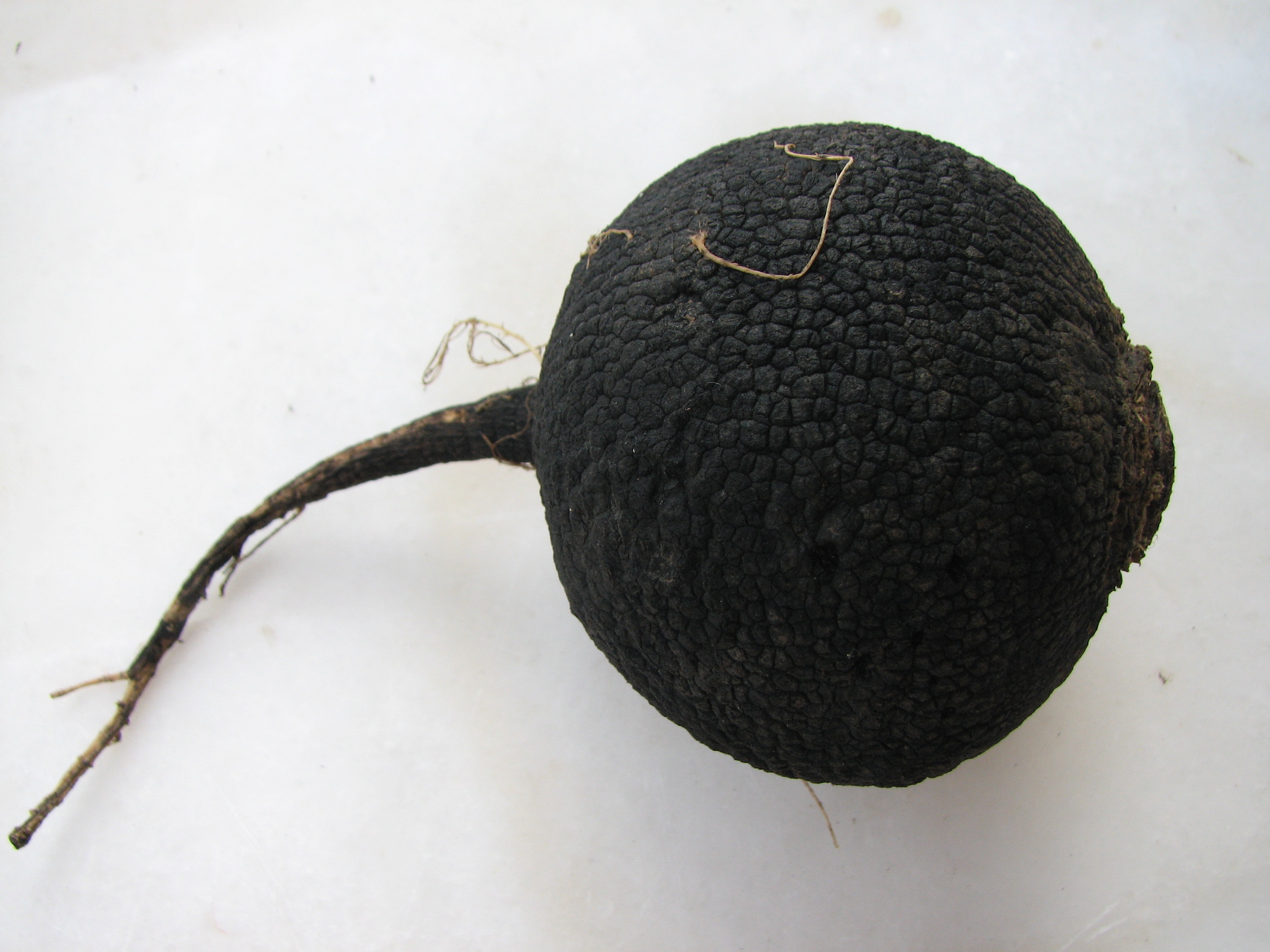 Schwarzer Winterrettich