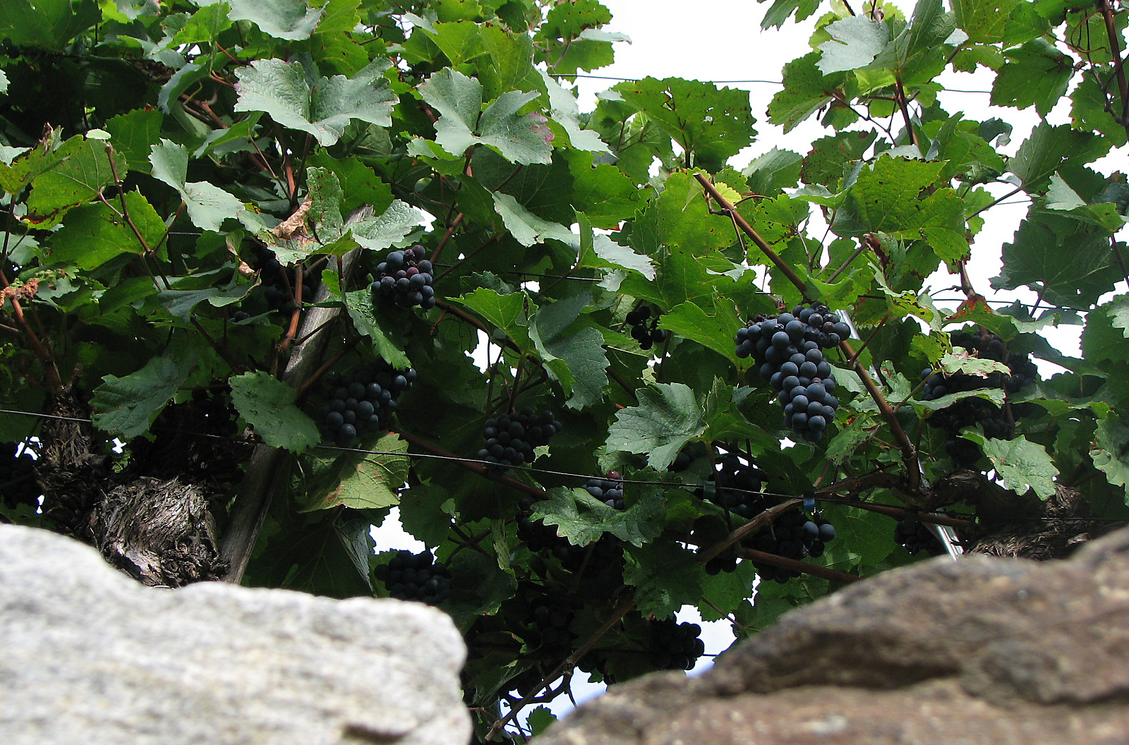 Weinrebe