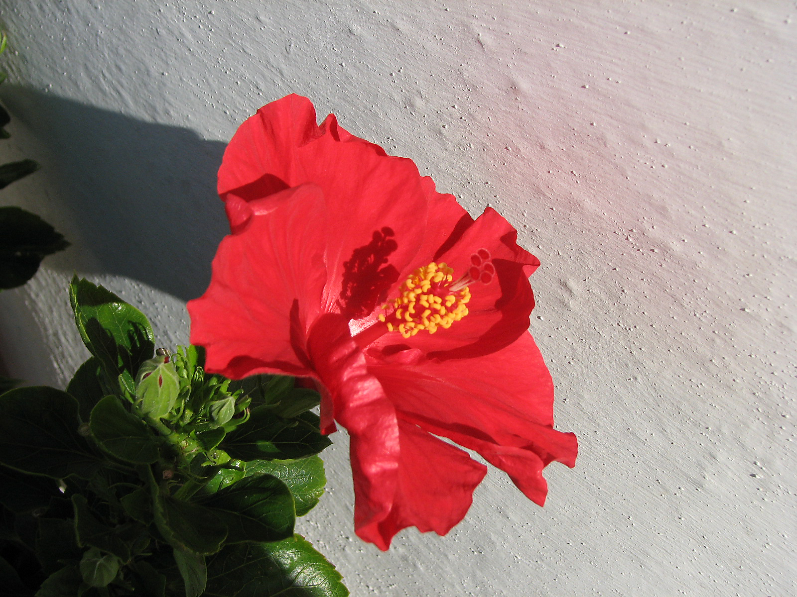 Hibiskus
