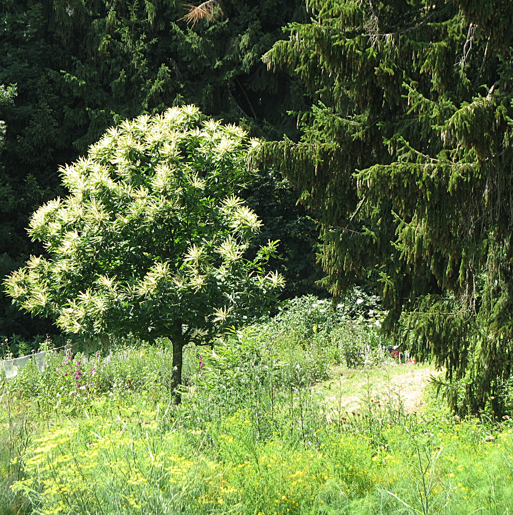 Edelkastanie