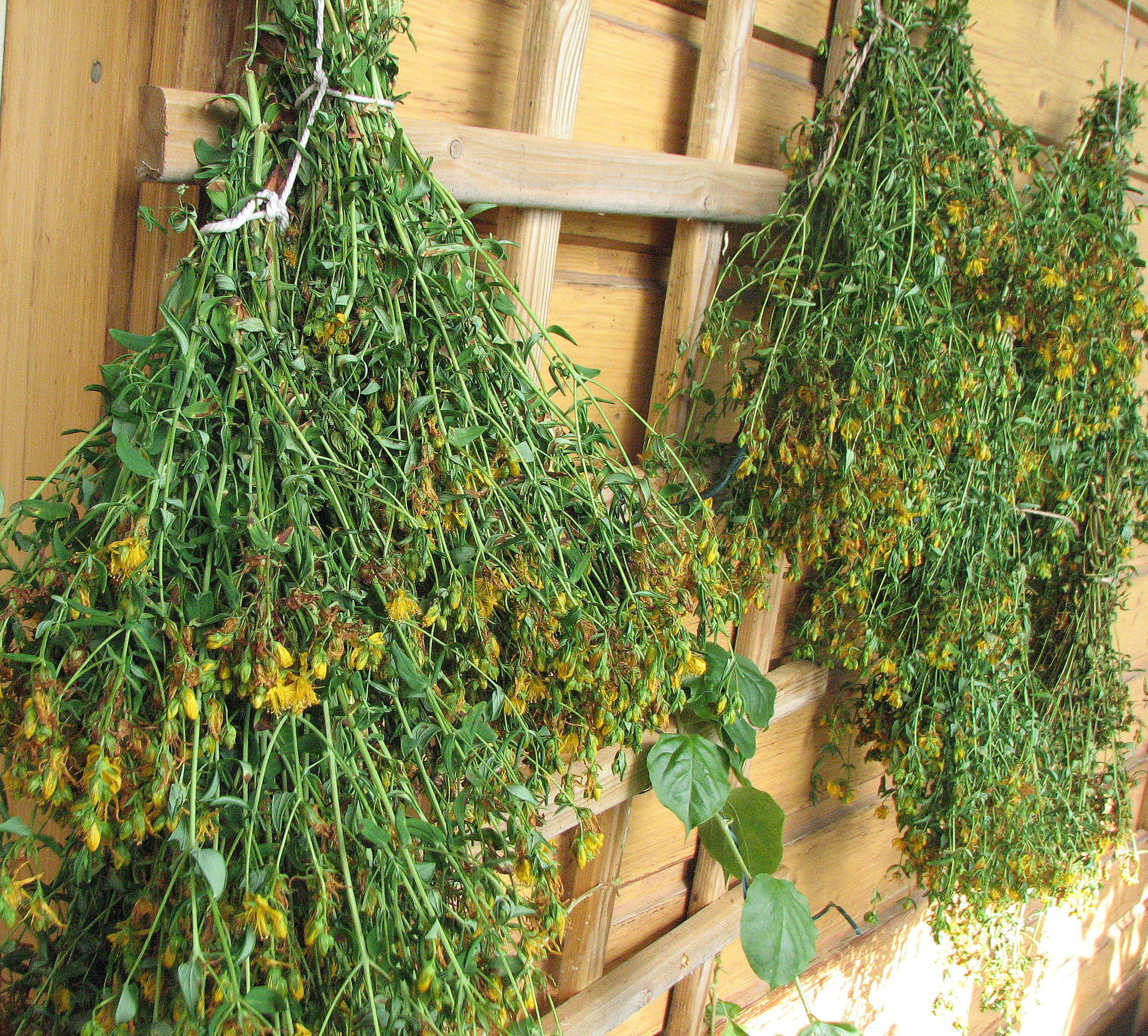 Echtes Johanniskraut