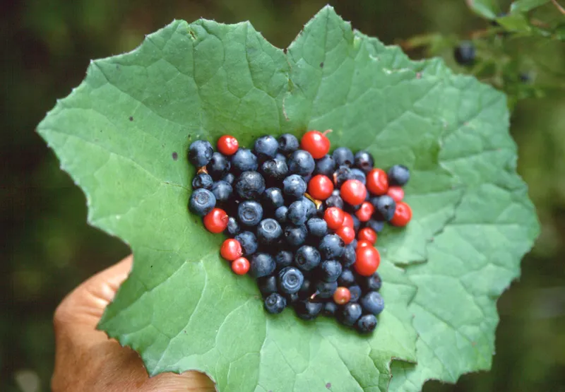Wildpflanzen nähren (nur mehr) die Seele