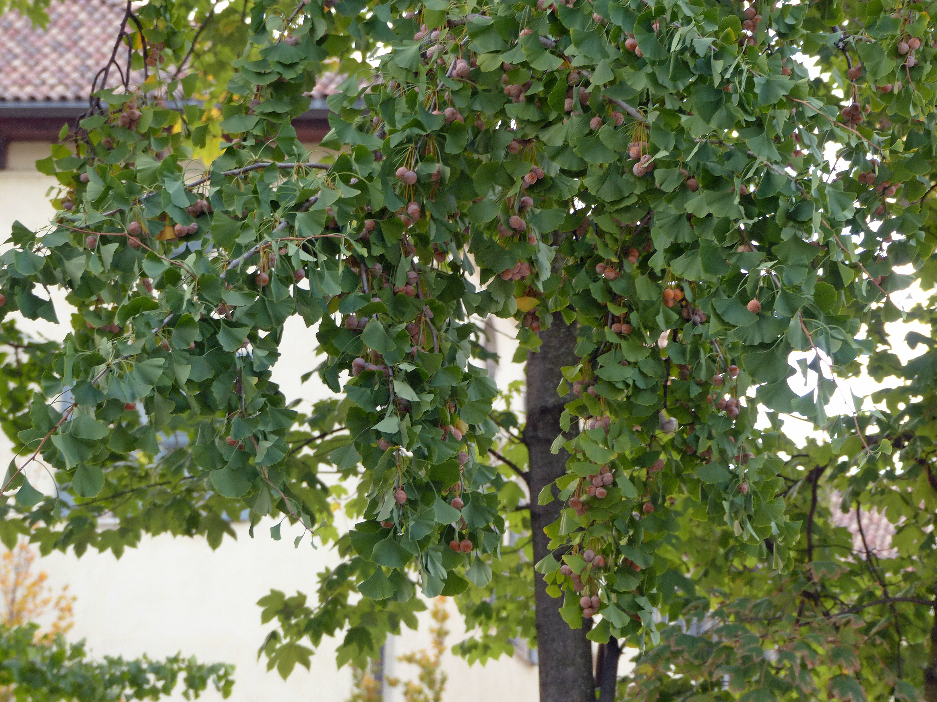Ginkgo