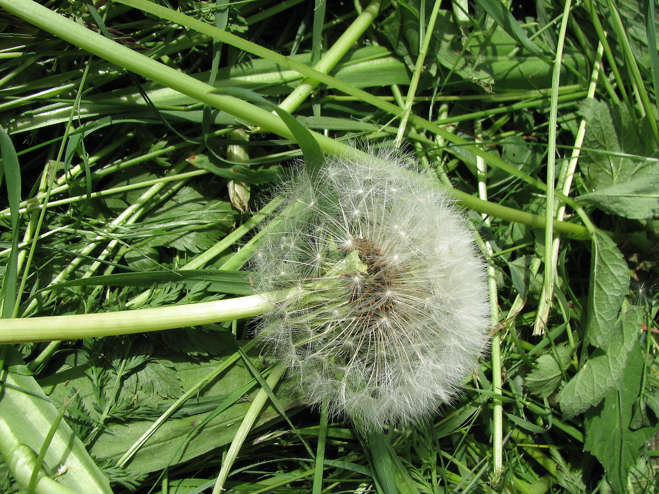 Gewöhnlicher Löwenzahn