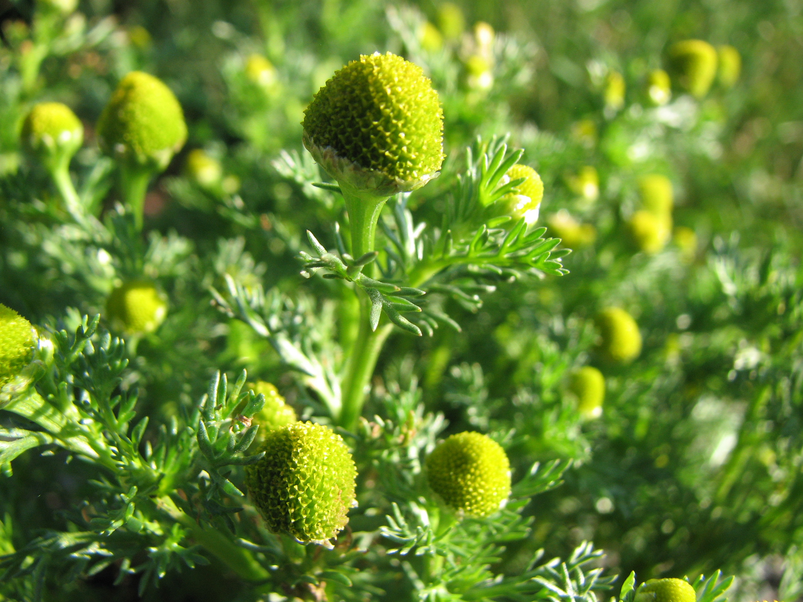 Strahlenlose Kamille