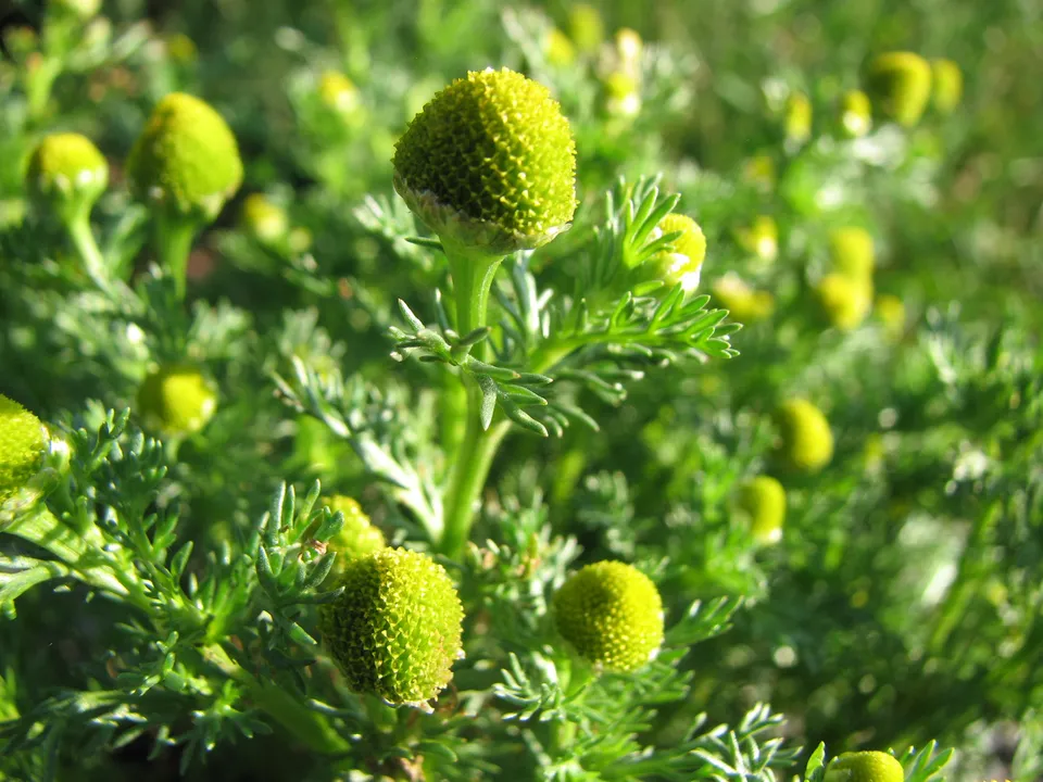 Strahlenlose Kamille