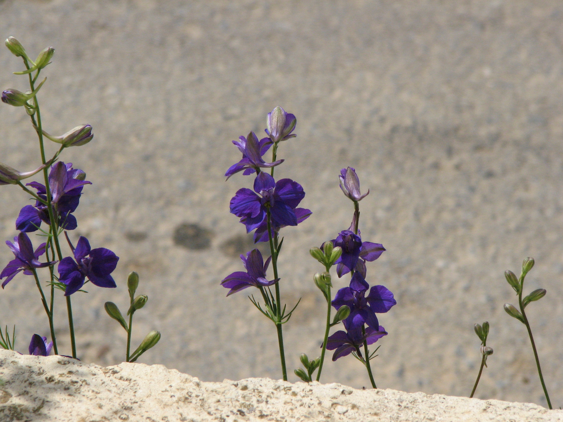 Gewöhnlicher Feldrittersporn