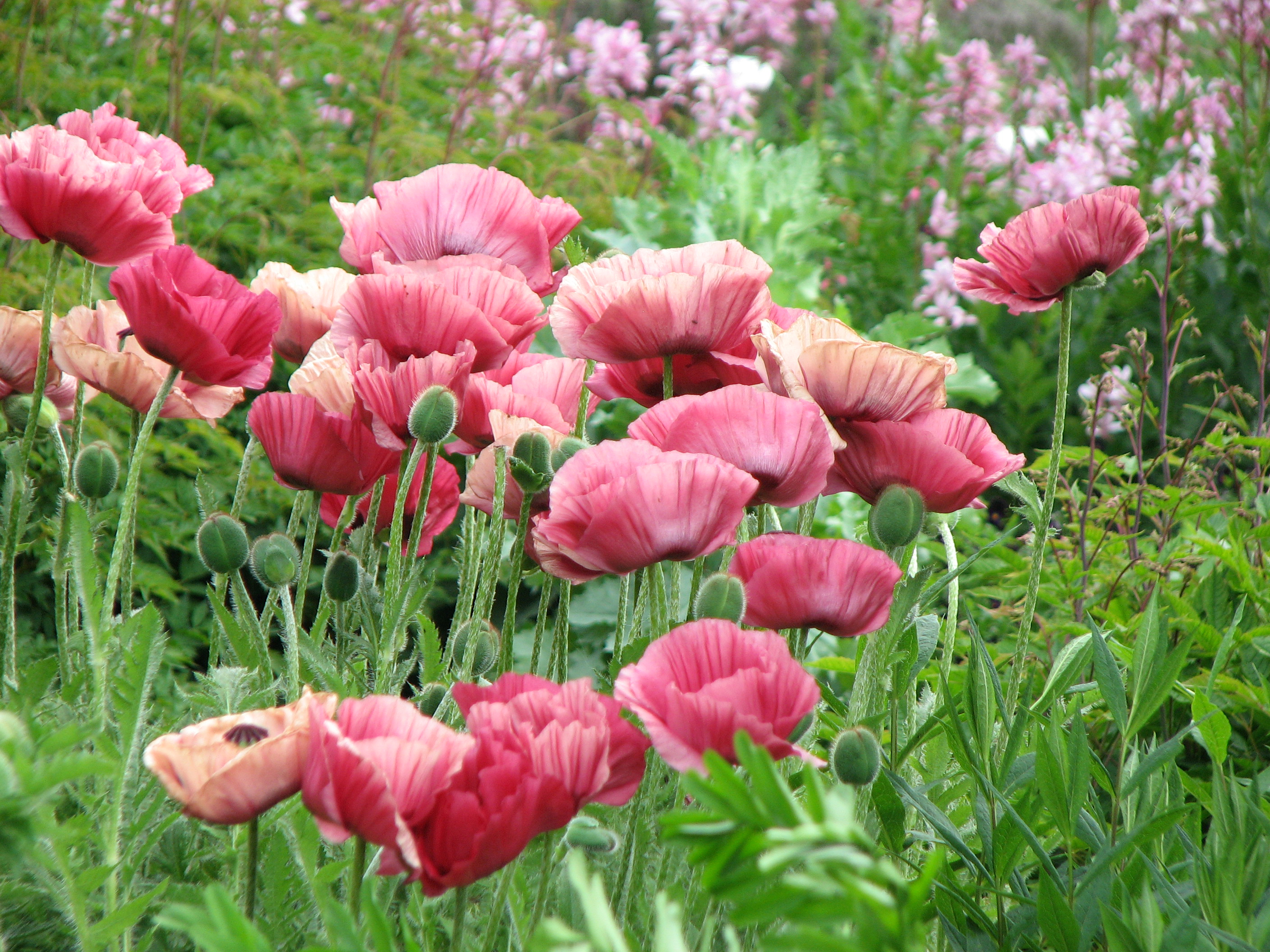 Türkischer Mohn