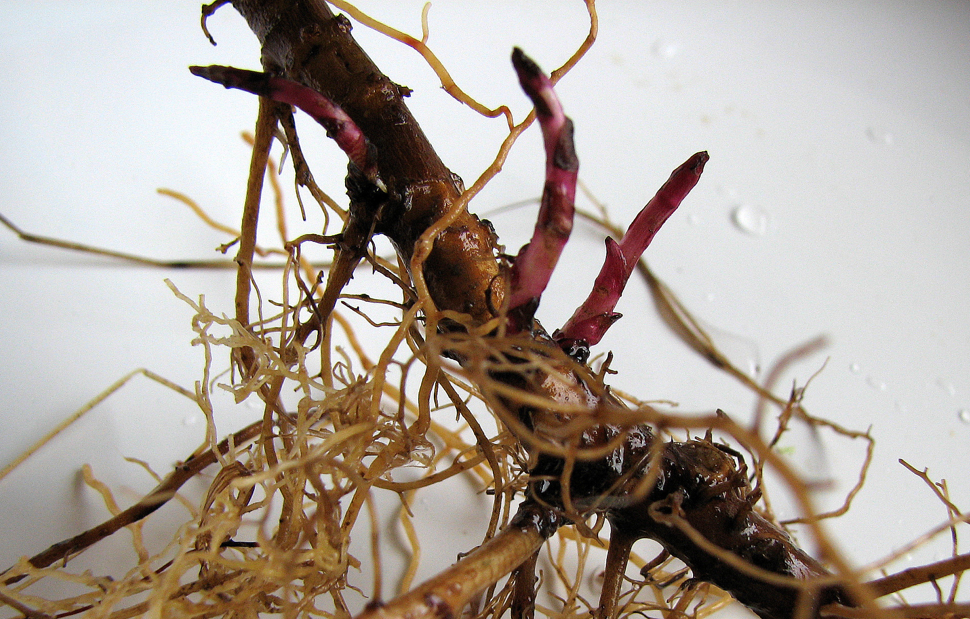 <p>Die Beifußwurzel mit Jungtrieben lehrt uns: Ein Neubeginn ist möglich!</p>