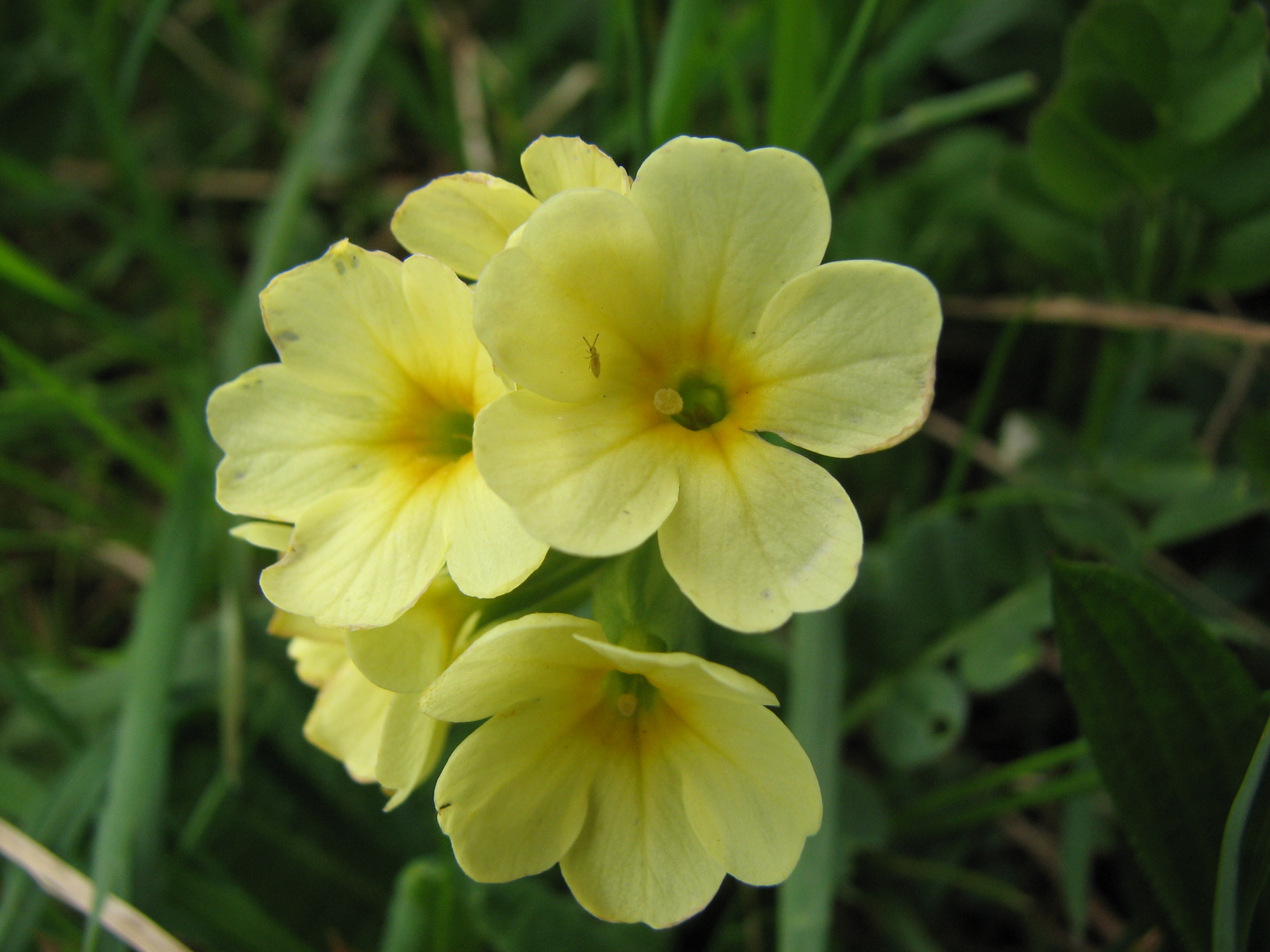 Hohe Schlüsselblume