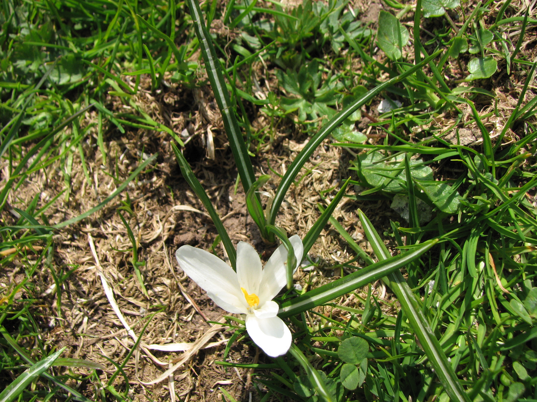 Frühlingskrokus