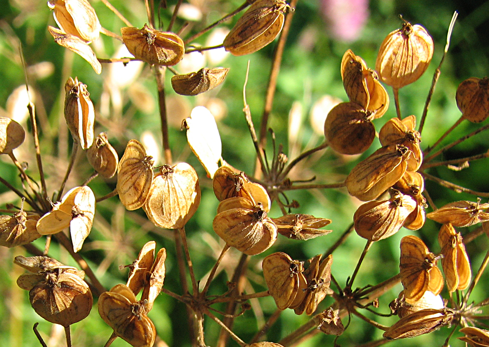 Wiesenbärenklau