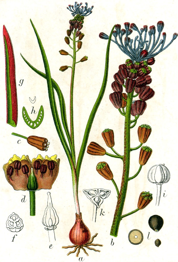 Schopfige Traubenhyazinthe