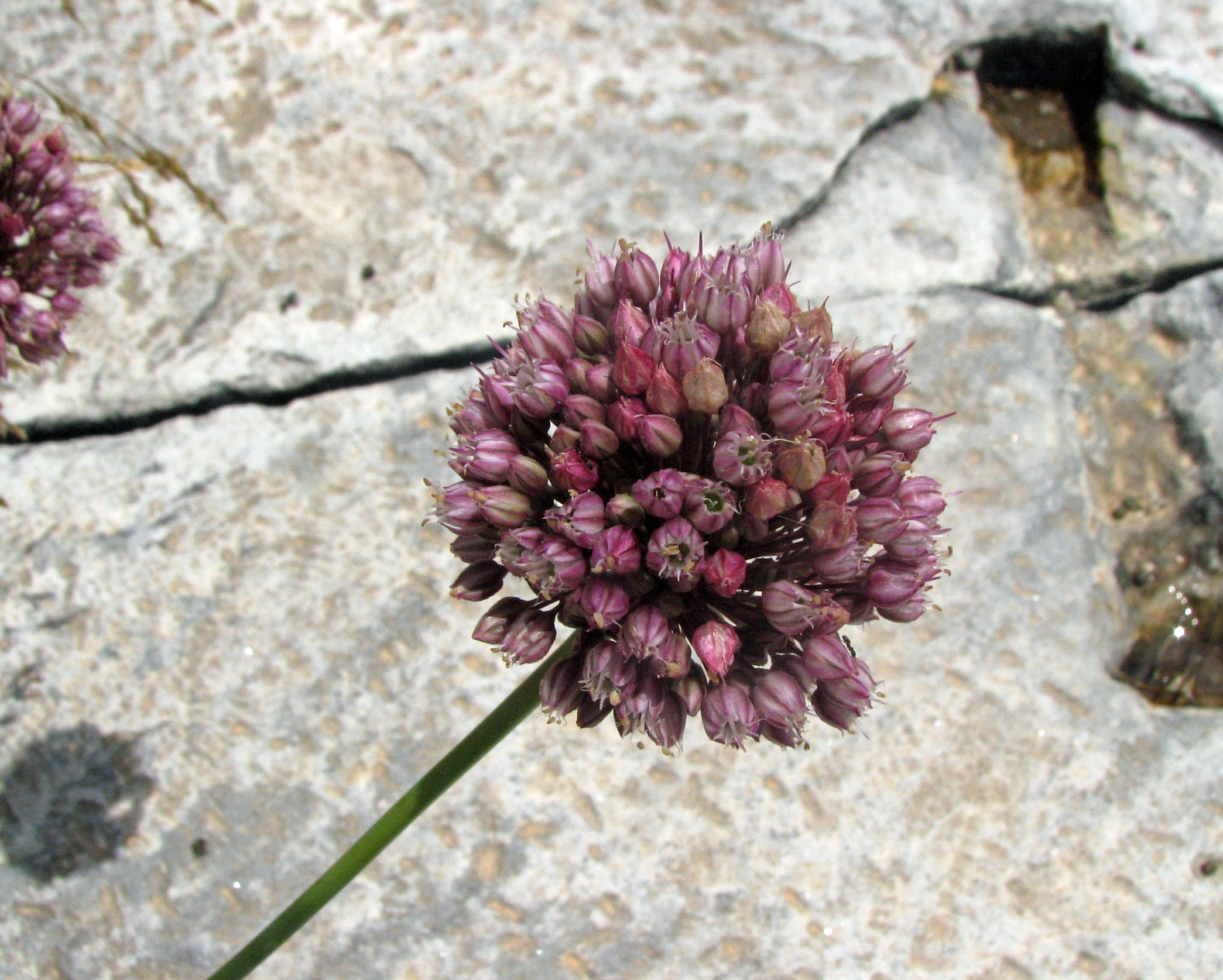 Ackerlauch