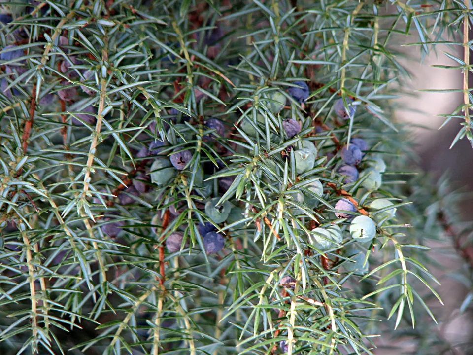 Der Heilschatz der Pharaonen