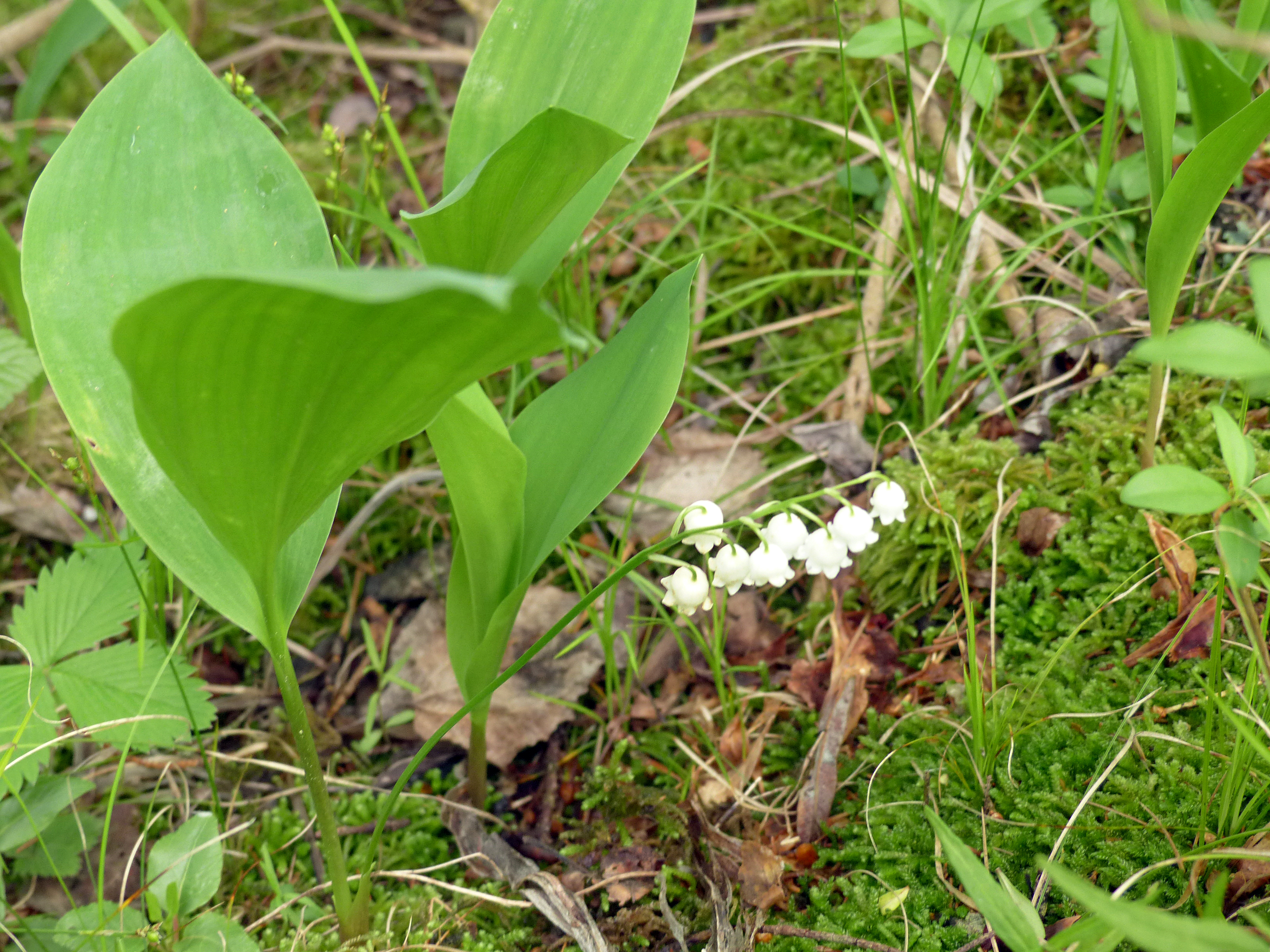 Bärlauch