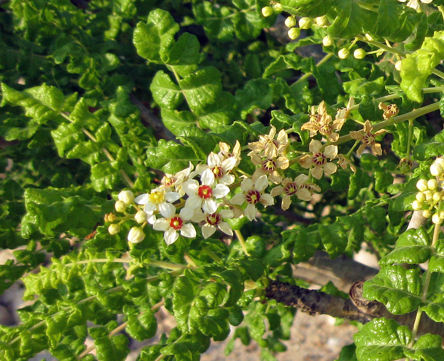 Weihrauchbäume und Weihrauch