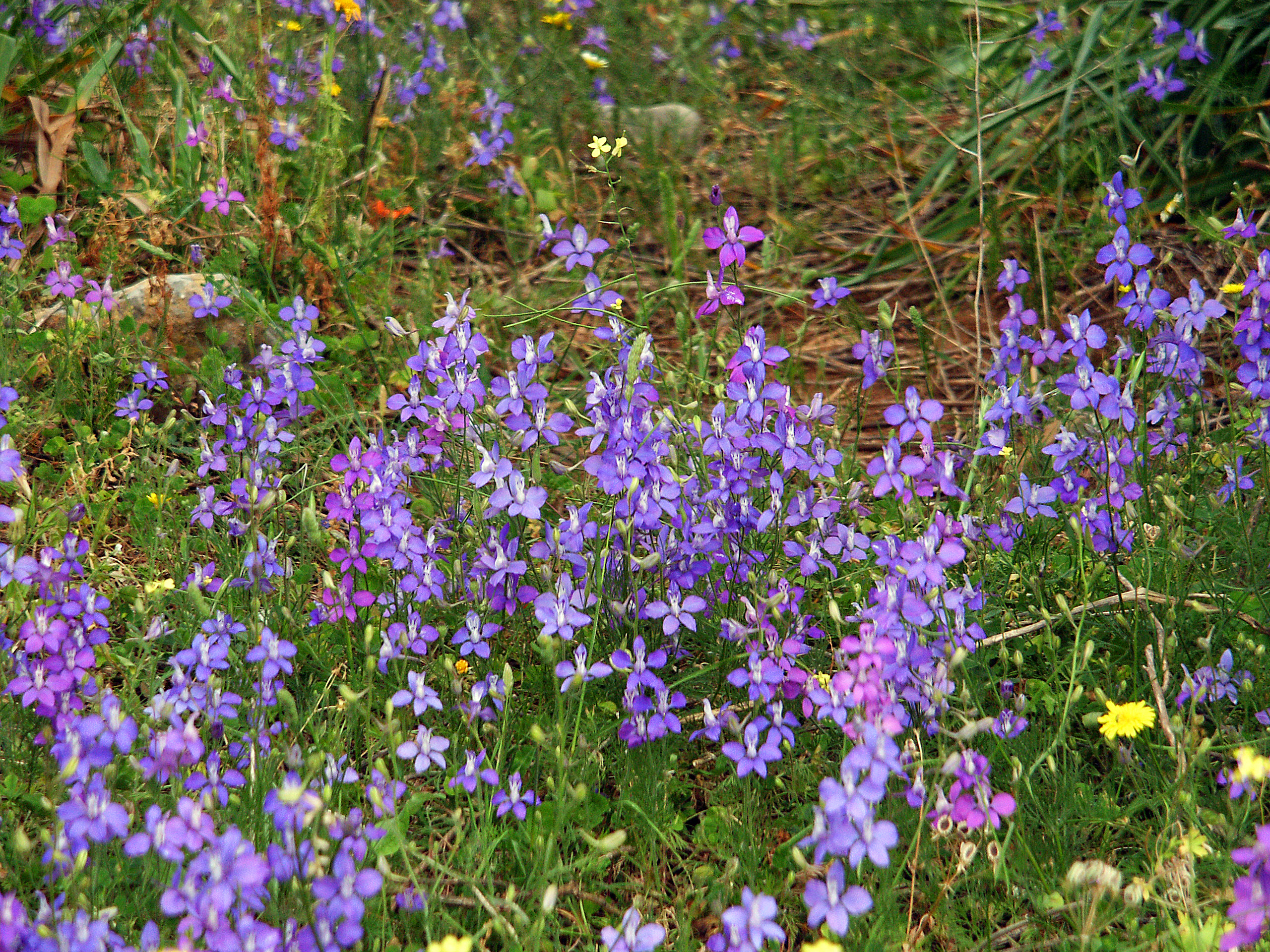 Gewöhnlicher Feldrittersporn