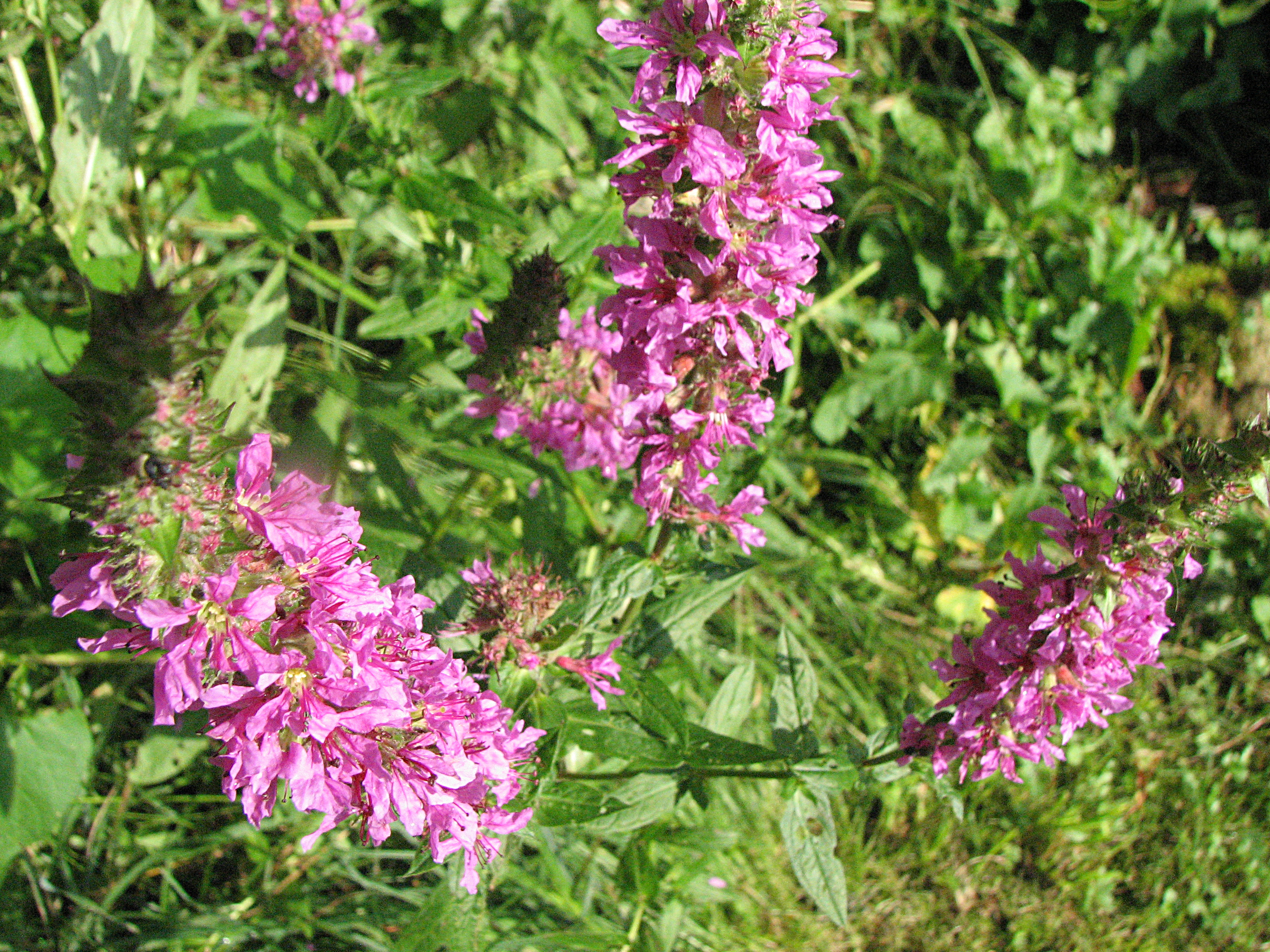 Blutweiderich