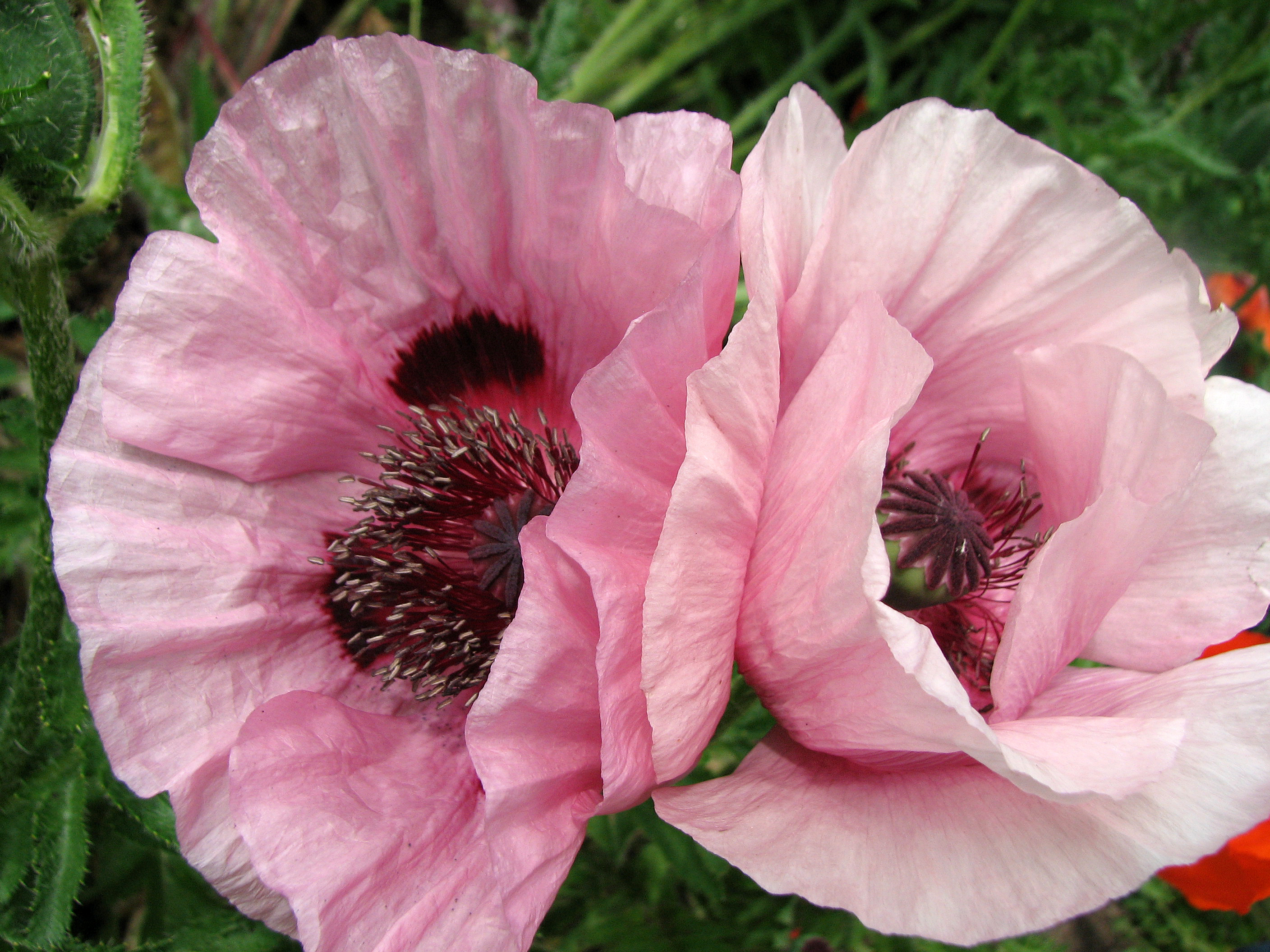 Türkischer Mohn