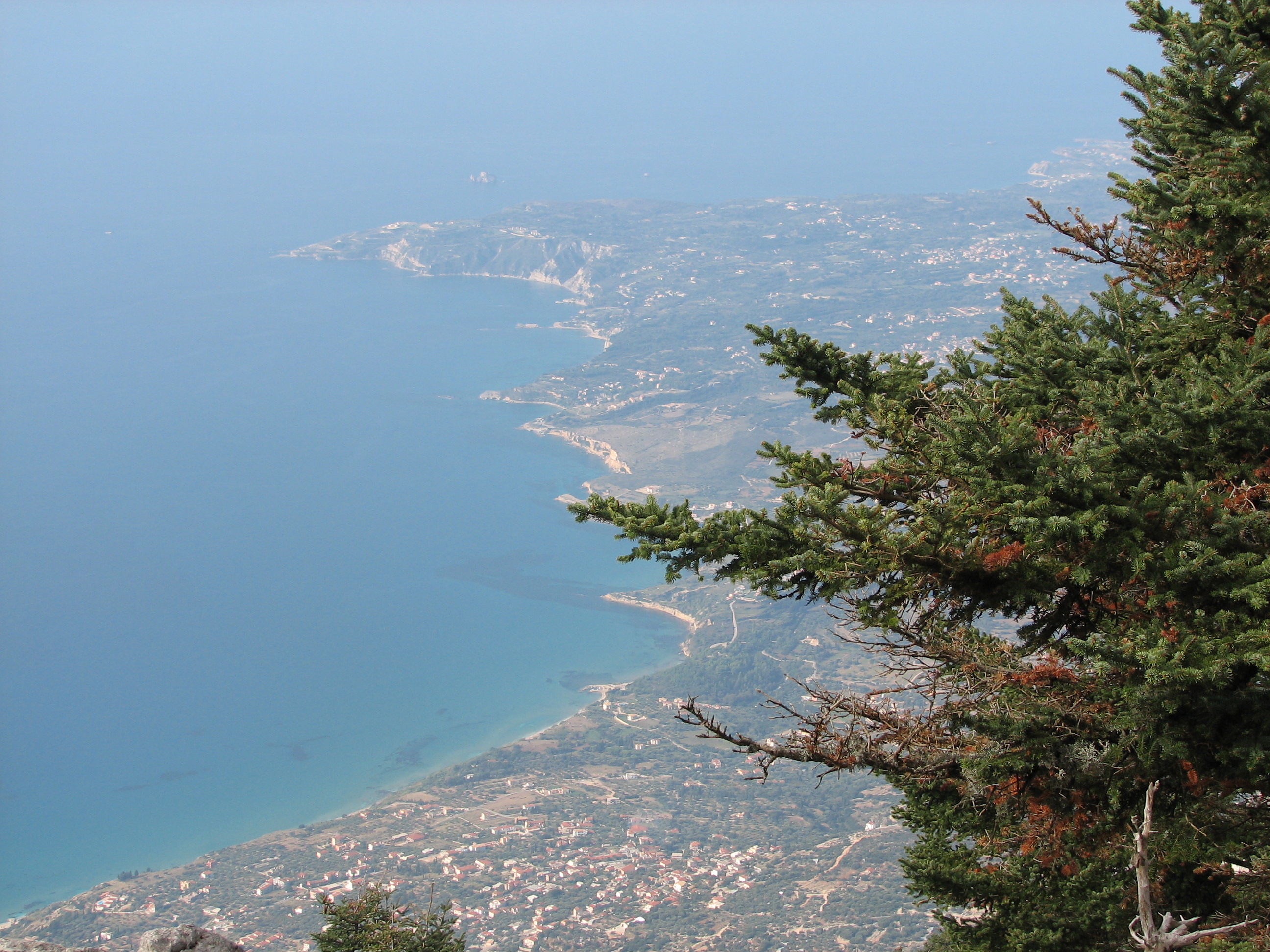 Griechische Tanne
