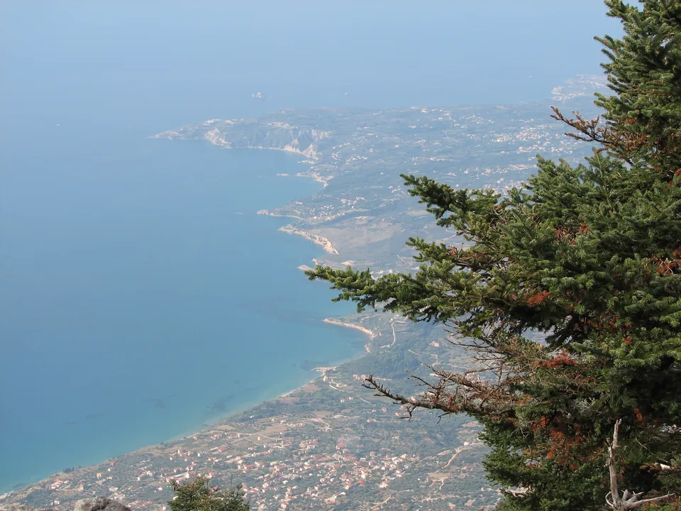 Griechische Tanne