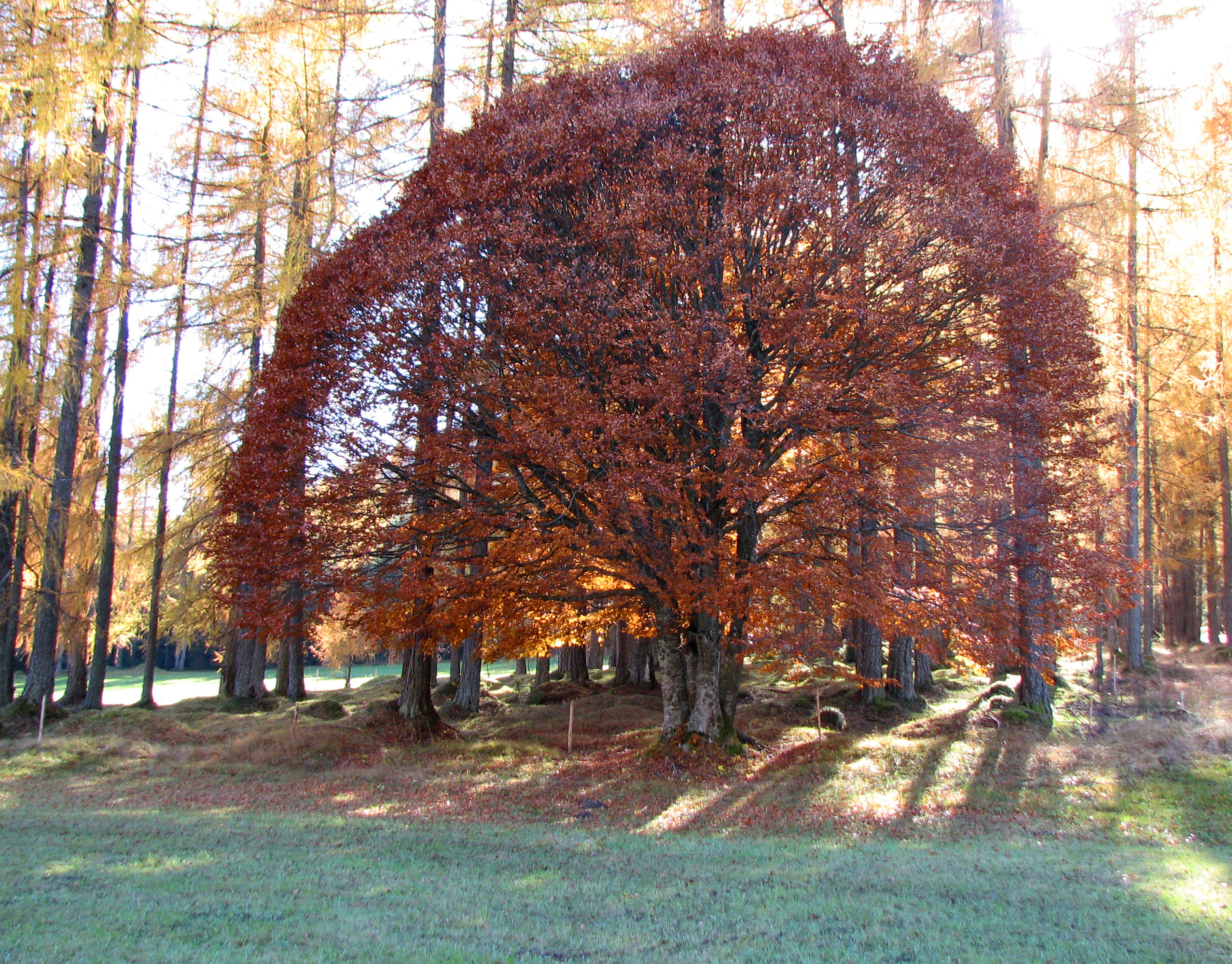 Rotbuche