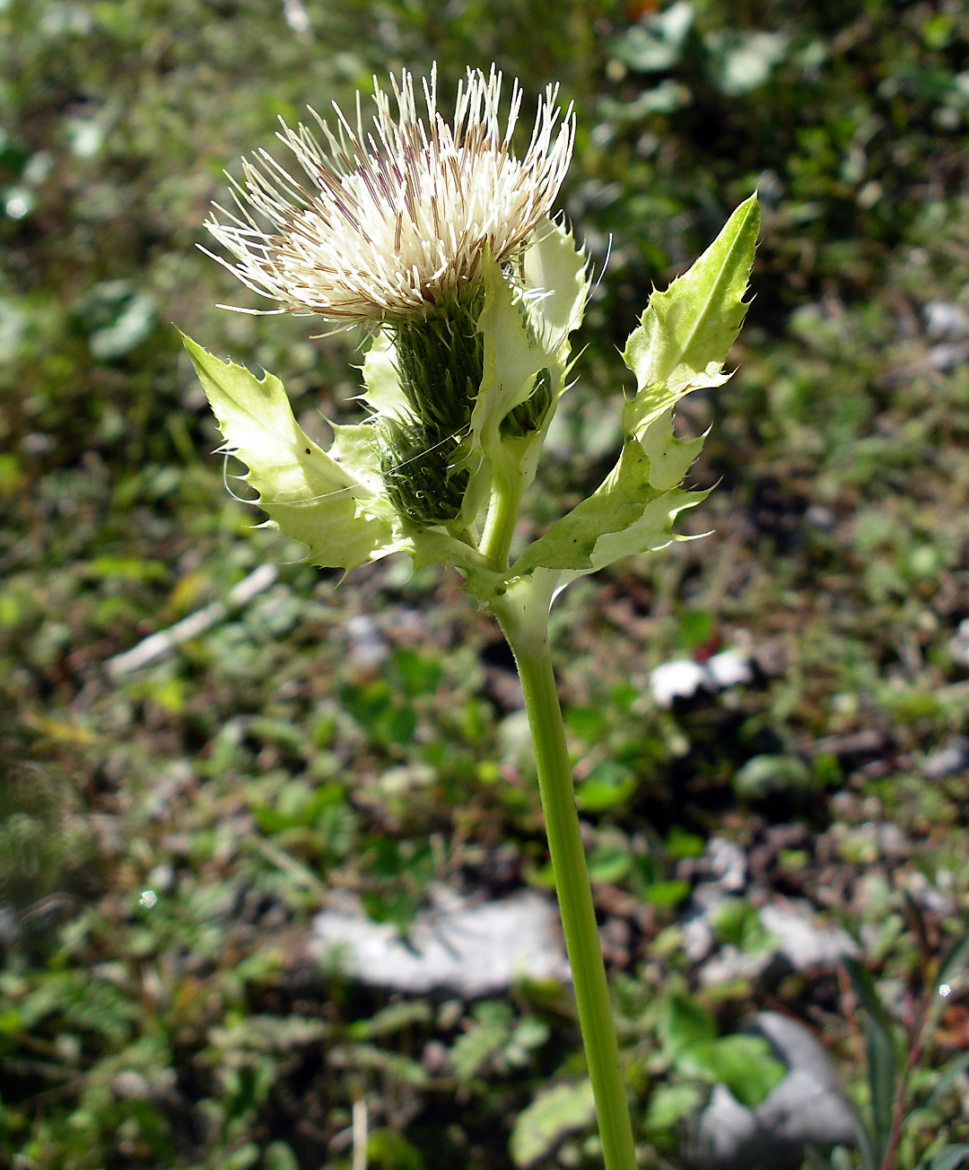 Kohlkratzdistel
