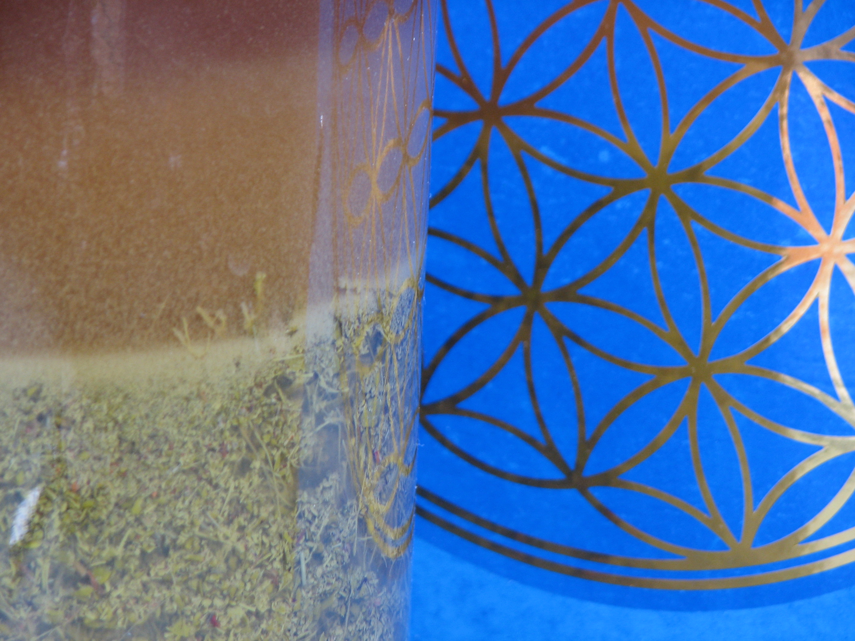 <p>Apfelmistel-Tinktur - eben angesetzt.</p>