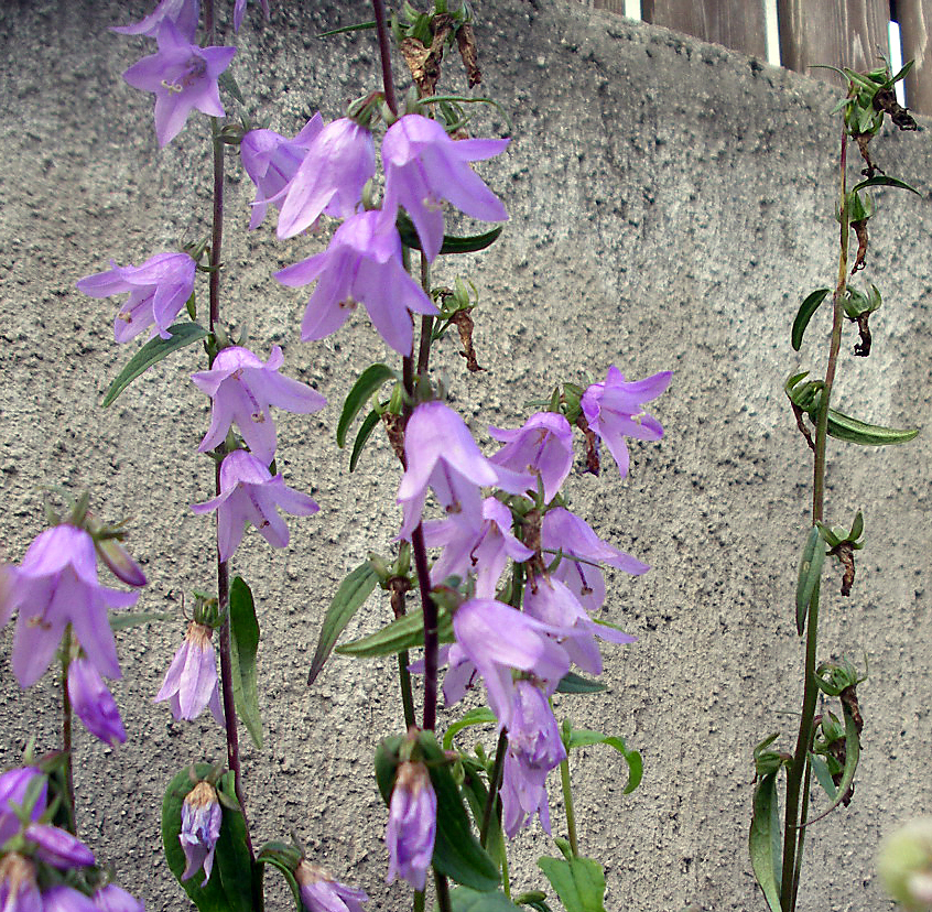 Ackerglockenblume
