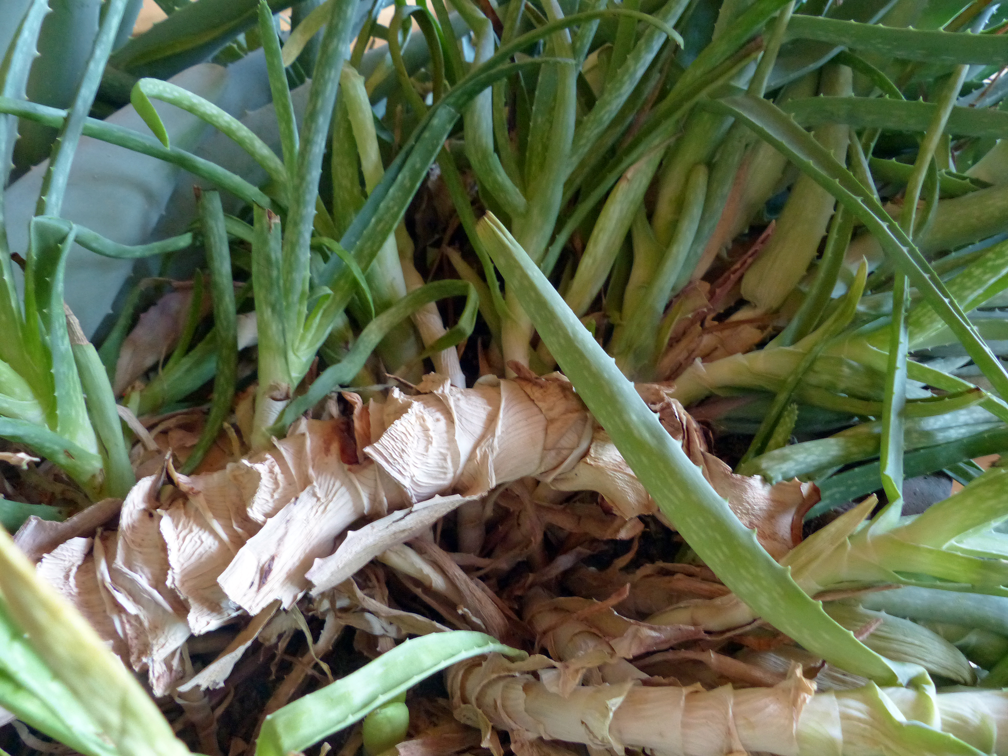 Aloe vera