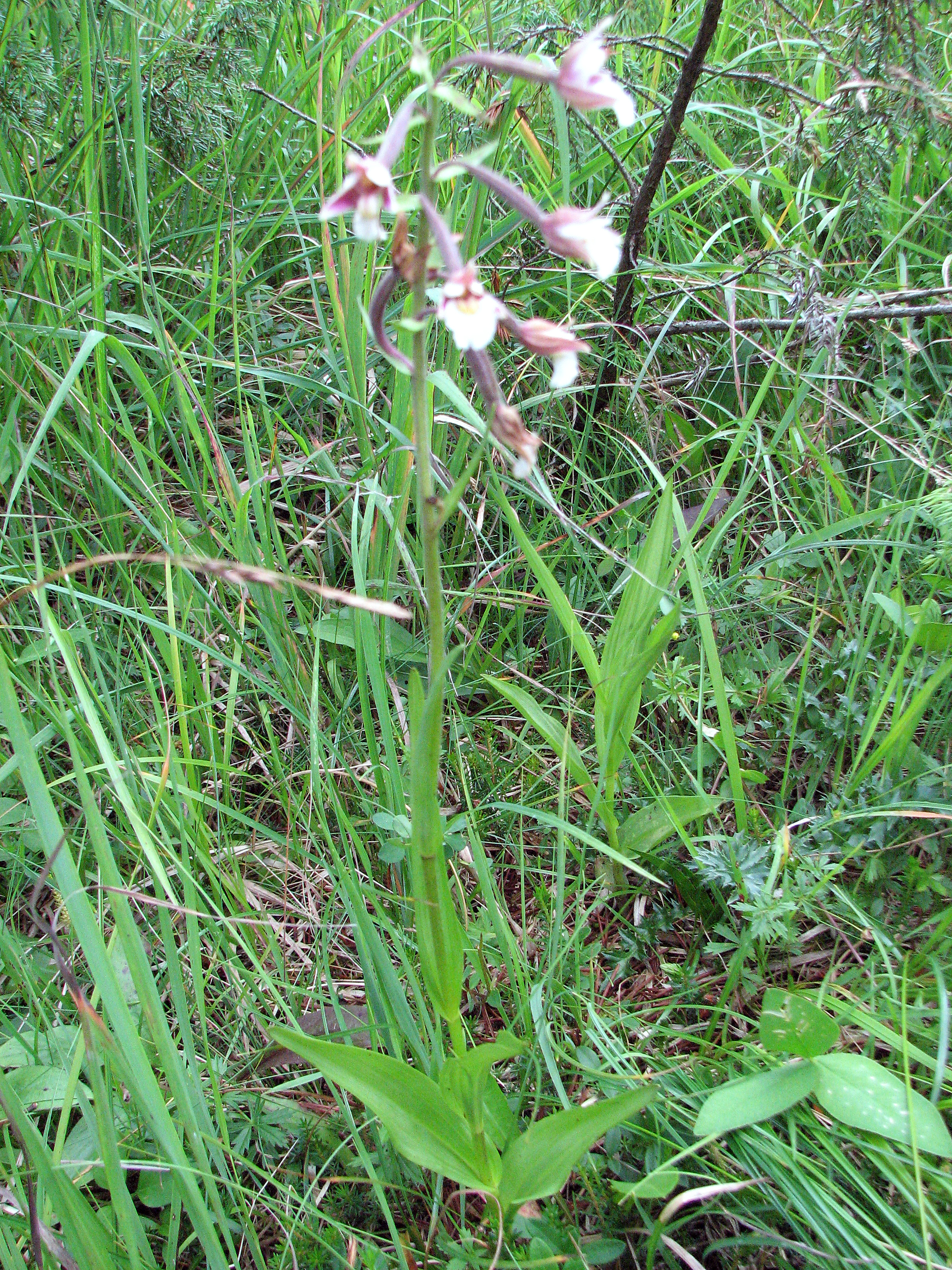 Sumpfstendelwurz
